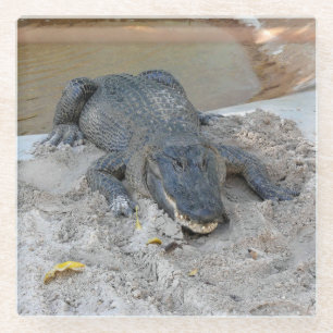 Dessous-de-verre En Verre Alligator, Fort Lauderdale, Floride