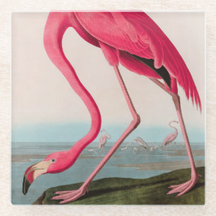 Dessous-de-verre En Verre American Flamant rose Birds of America Audubon Imp