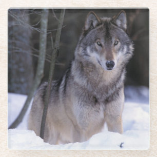 Dessous-de-verre En Verre Amérique du Nord, Canada, Est du Canada, Loup gris