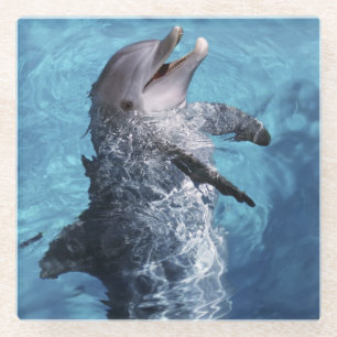 Dessous-de-verre En Verre Amérique du Nord, États-Unis, Hawaï. Dauphin