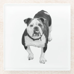 Dessous-de-verre En Verre Ami d'hiver, Coaster Bulldog