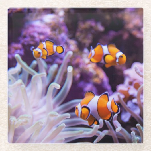 Dessous-de-verre En Verre Amphiprion Ocellaris d'Ocellaris Clownfish | (Devant)