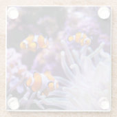 Dessous-de-verre En Verre Amphiprion Ocellaris d'Ocellaris Clownfish | (Dos)
