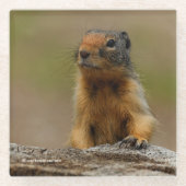 Dessous-de-verre En Verre Amusant Cute Saucy Columbian Ground Squirrel (Devant)