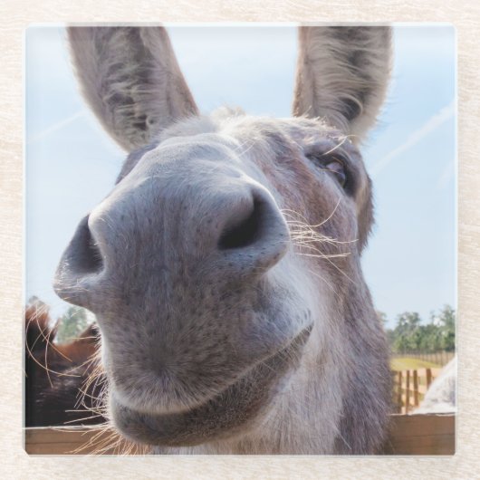 Dessous-de-verre En Verre Âne gris souriant comique (Devant)