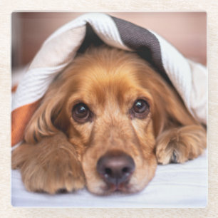 Dessous-de-verre En Verre Anglais Cocker Spaniel Chien