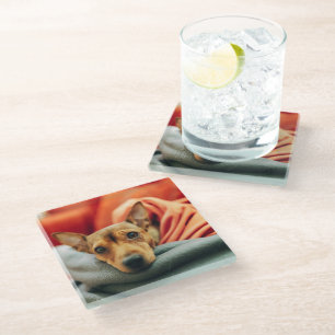 Dessous-de-verre En Verre Animaux de bébés cutest Miniature Pinscher