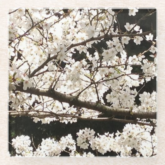Dessous-de-verre En Verre Arbre à bois de chien en fleurs blanches, closeuse (Devant)