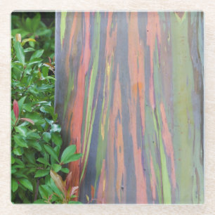 Dessous-de-verre En Verre Arbre à eucalyptus arc-en-ciel