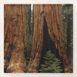 Dessous-de-verre En Verre Arbres de séquoia, Parc national de Sequoia