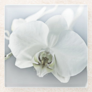 Dessous-de-verre En Verre Art botanique de l'orchidée blanche élégante