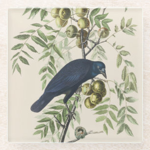 Dessous-de-verre En Verre Art de la nature de corbeau américain Audubon vint