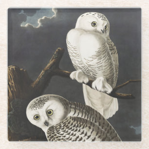 Dessous-de-verre En Verre Art vintage de l'aigle de neige nocturne d'Audubon