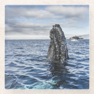 Dessous-de-verre En Verre Baie d'espoir de Spyhops   de baleine de bosse,