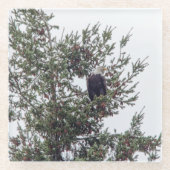 Dessous-de-verre En Verre Bald Eagle P2825 (Devant)