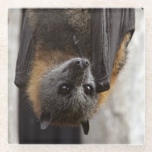 Dessous-de-verre En Verre Batte australienne (Devant)