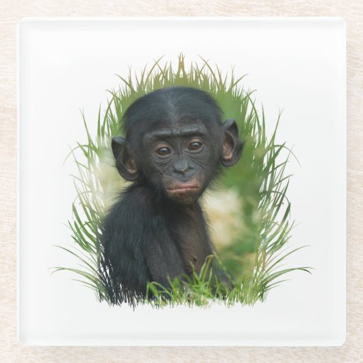 Dessous-de-verre En Verre Bébé Bonobo Ape (Devant)
