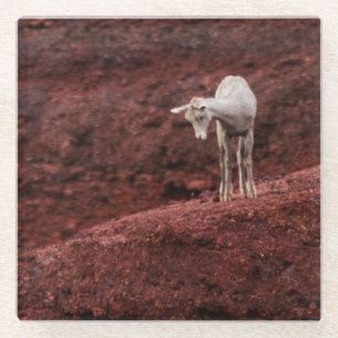 Dessous-de-verre En Verre Bébé mouton sur rochers rouges