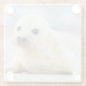 Dessous-de-verre En Verre Bébé phoque des images | de Getty (Dos)