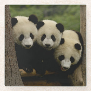 Dessous-de-verre En Verre Bébés pandas géants (Ailuropoda melanoleuca)