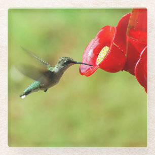Dessous-de-verre En Verre Belle alimentation de colibri