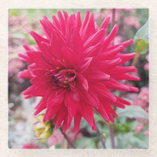 Dessous-de-verre En Verre Belle Fleur Dahlia Rose (Devant)