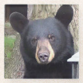 Dessous-de-verre En Verre Belle Ours Noir (Devant)