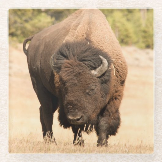 Dessous-de-verre En Verre Bison (Devant)