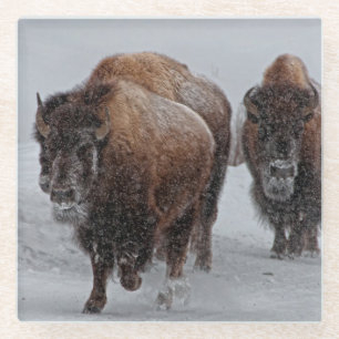 Dessous-de-verre En Verre Bison de Yellowstone