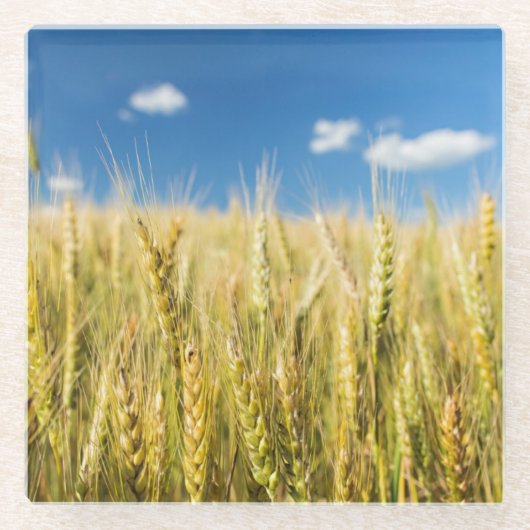 Dessous-de-verre En Verre Blé du Kansas (Devant)