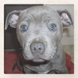 Dessous-de-verre En Verre Blue Staffordshire Bull Terrier Puppy