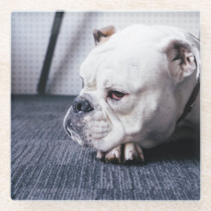 Dessous-de-verre En Verre bulldog