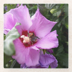 Dessous-de-verre En Verre Bumblebebe sur la fleur d'Hibiscus