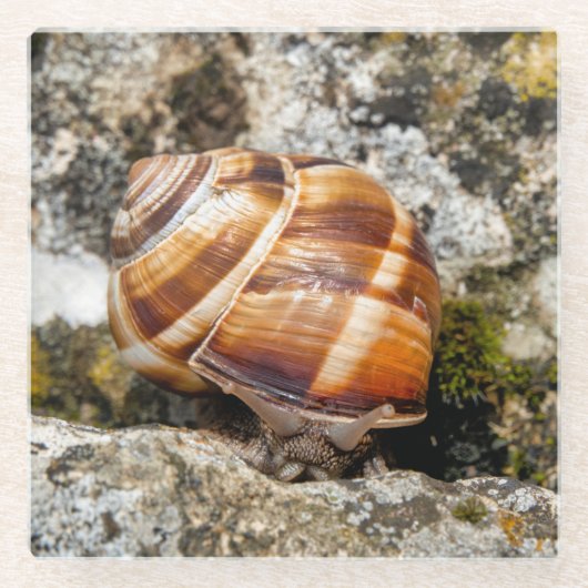 Dessous-de-verre En Verre Burgundy snail (Devant)