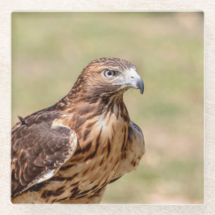Dessous-de-verre En Verre Buse à queue rouge dans la vallée de l'Hudson