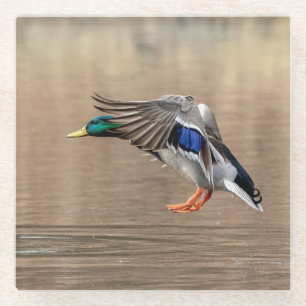 Dessous-de-verre En Verre Canard Mallard en vol