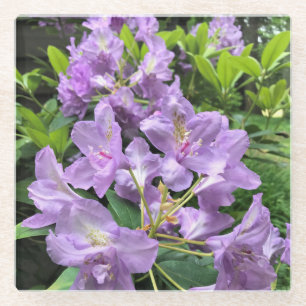 Dessous-de-verre En Verre Catawbiense Boursault Rhododendrons, Oregon