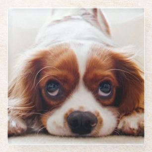 Dessous-de-verre En Verre Cavalier King Charles Spaniel