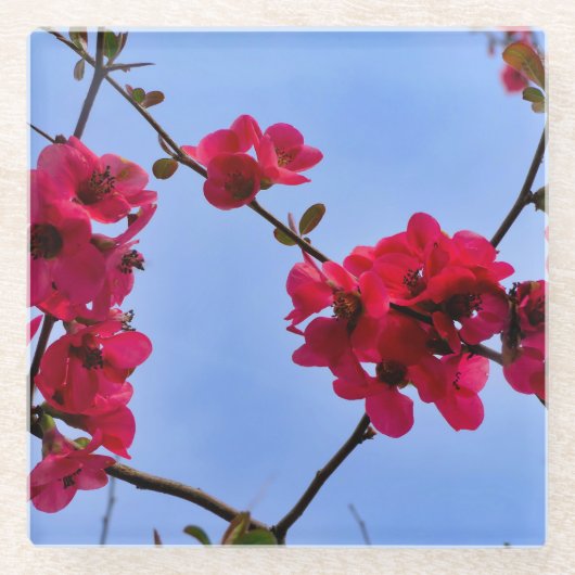 Dessous-de-verre En Verre Chaenomeles speciosa (Devant)
