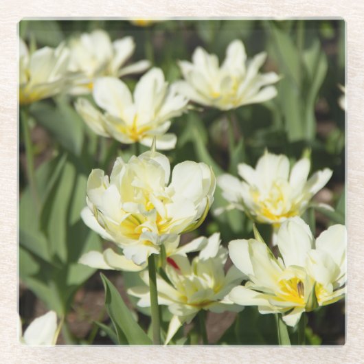 Dessous-de-verre En Verre Champ de tulipes blanches (Devant)