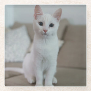 Dessous-de-verre En Verre chat blanc Zazzle_Growshop.