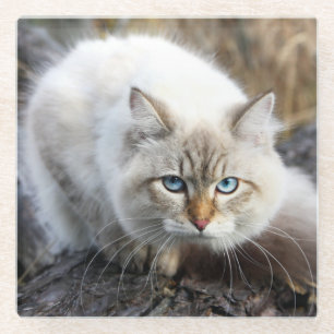Dessous-de-verre En Verre Chat Sibérien Dans Une Forêt D'Automne