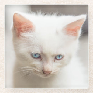 Dessous-de-verre En Verre Chaton blanc