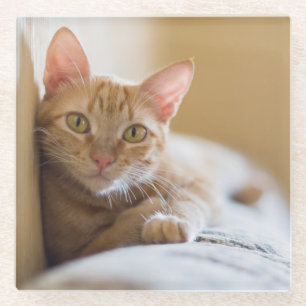 Dessous-de-verre En Verre Chaton se trouvant sur le divan