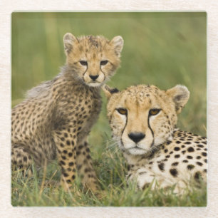Dessous-de-verre En Verre Cheetah, Acinonyx jubatus, avec Cub
