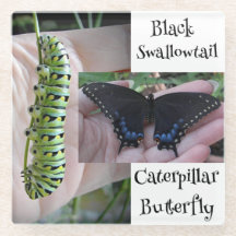 Chenille/Papillon Papilio noir
