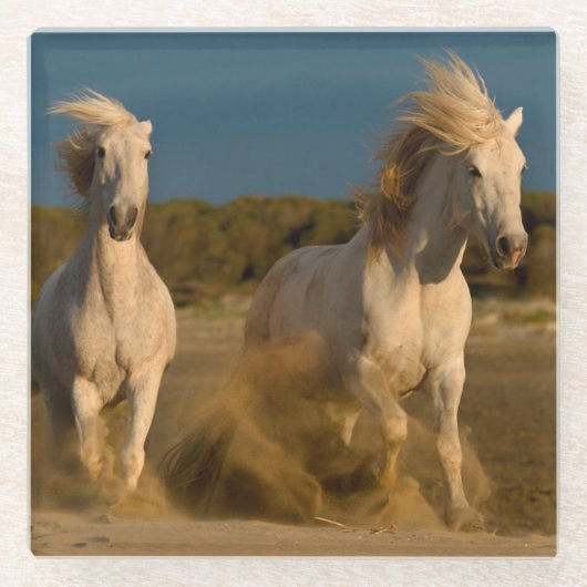 Dessous-de-verre En Verre Chevaux blancs fonctionnant sur la plage | (Devant)