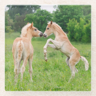 Dessous-de-verre En Verre Chevaux de Haflinger, de mignons poulains élevant