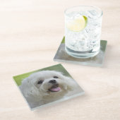 Dessous-de-verre En Verre Chien maltais blanc (Incliné)
