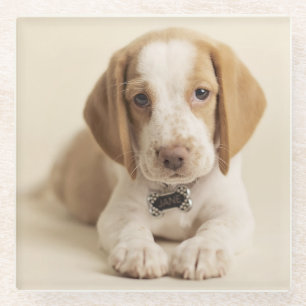 Dessous-de-verre En Verre Chiot de beagle